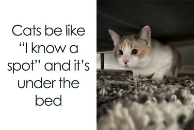 If You’re Having A Rough Day, These 50 Wholesome Cat Pics And Memes May Cheer You Up