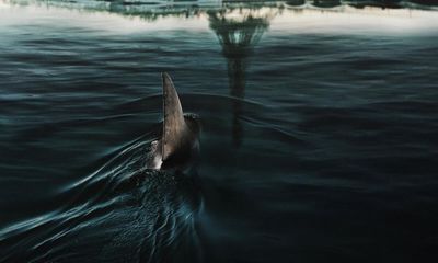Under Paris: Netflix has delivered one of the best shark movies ever made