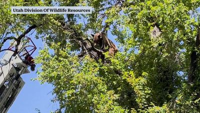 Moment black bear survives hard fall from tree after being tranquilised in Utah