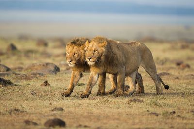 Celebrate wildlife of our "Queer Planet"