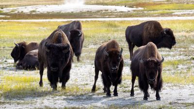 Careless Yellowstone tourist tries to snap close-up photos of bison and finds himself surrounded