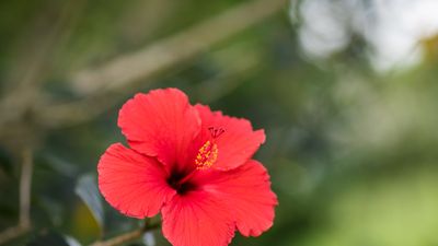 What is attacking my hibiscus plants? Common hibiscus pests and how to combat them
