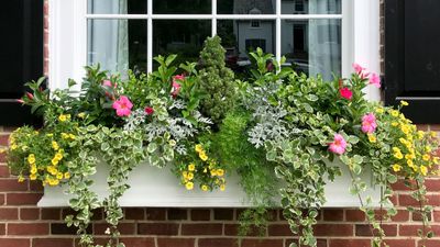 Best Flowers for Window Boxes — 6 Lively Blooms Pro Gardeners Use to Add Character to a Home's Façade