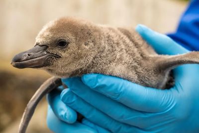 Chester Zoo Is Celebrating The Hatch Of 11 Increasingly Rare Humboldt Penguin Chicks