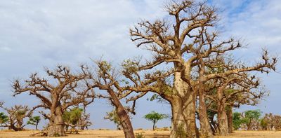 Baobab trees all come from Madagascar – new study reveals that their seeds and seedlings floated to mainland Africa and all the way to Australia