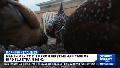 Man in Mexico dies from strain of bird flu not previously found in a human