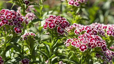 How to grow sweet William – plus expert tips on how to keep these cottage garden favorites blooming for longer