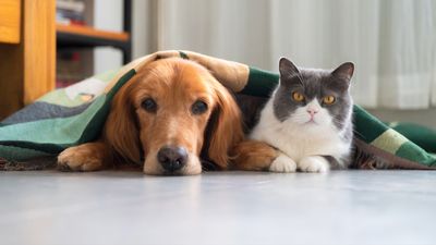 This is how to help your cats and dogs get along better, according to one expert