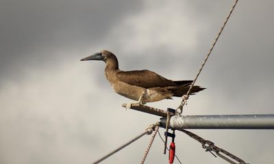 More intense, frequent tropical cyclones may devastate seabird colonies – study