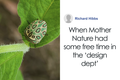 Gorgeous Bug That Was Named After Picasso Images Is Going Viral, People Online Love It