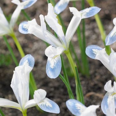 When to deadhead irises - experts urge gardeners to complete this essential task as soon as possible to avoid disappointment next year