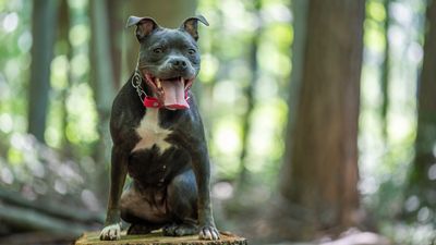 Dog recognizes owner instantly after he undergoes world’s first face and double hand transplant