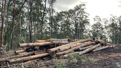 Timber industry bleeding cash as shutdown bites