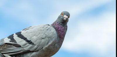 How studying (robot) pigeon navigation changed my mind about their intellect