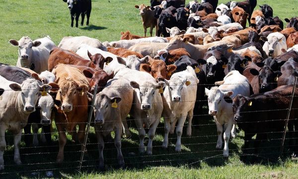 Avian flu said to hit over 40 cattle at Minnesota farm: ‘Only a matter of time’