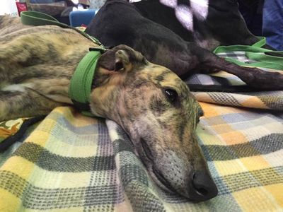 Animal welfare concerns prompt review of NSW rehoming facility for greyhound racing dogs