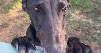 Greyhound investigation at Wyee site, amid animal welfare concerns