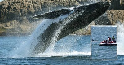 Whale warning to jet skis: 'I thought they would get flipped'