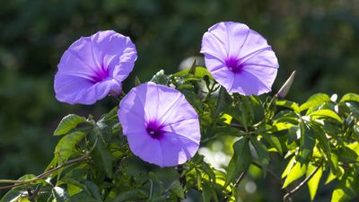 How to grow morning glory from seed for a terrific display of blooms from the swift-growing vine