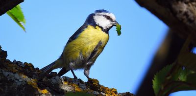 Will food chains break as seasons become more unpredictable?