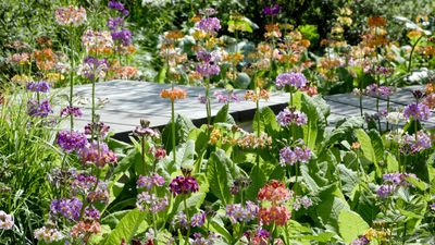 Best self-seeding flowers – for a vibrant and wildlife-friendly garden