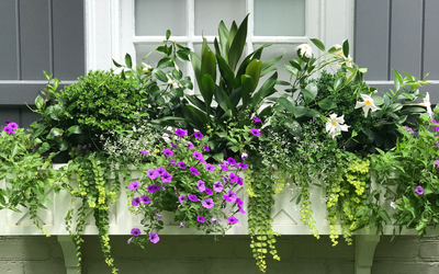 6 Cascading Flowers for Window Boxes That Will Add Beauty and Drama to Your Home's Façade