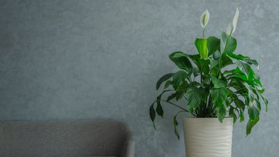 What to do with a peace lily after flowering – experts share how to encourage returning blooms that last longer