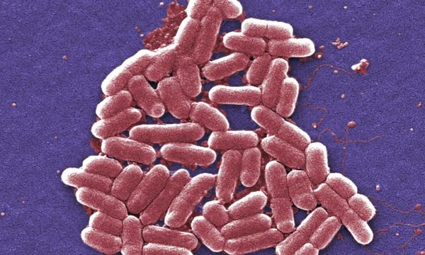 Warning of more E coli cases in UK amid shortage of environmental health staff