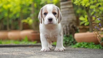 Woman finds out puppy she thought was euthanized is still alive and up for adoption