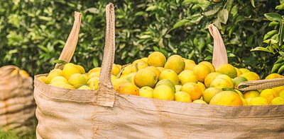 The global orange juice crisis is caused by disease and bad weather – here’s how to keep it on the breakfast table