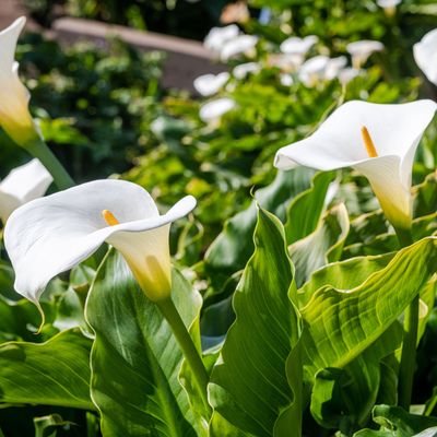 When to plant Calla Lily bulbs - Experts urge gardeners to wait for the perfect moment to plant these ‘sensitive’ tropical plants