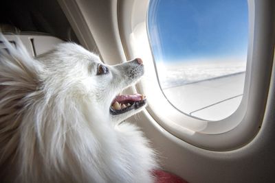 One of New York's richest counties is suing to shut down Bark Air, which offers charter flights for dogs