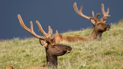 Let this overenthusiastic hiker show you how NOT to photograph elk in the wild