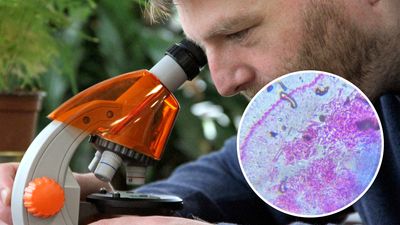 Levenhuk LabZZ M101 microscope review