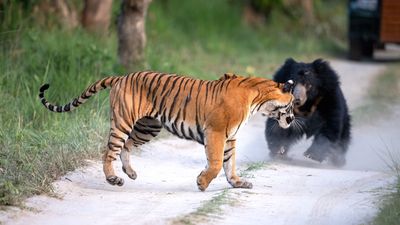 Bear vs tiger: Watch 2 of nature's heavyweights face off in the wild in India