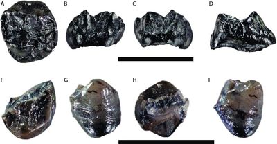 Smallest known great ape, which lived 11m years ago, found in Germany