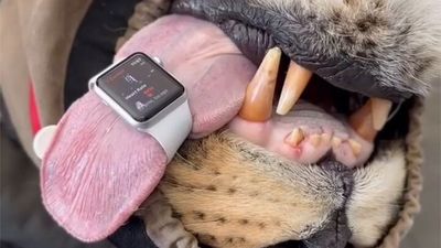 Vet finds that Apple Watch doesn't only track human heart rates, but this animal's too