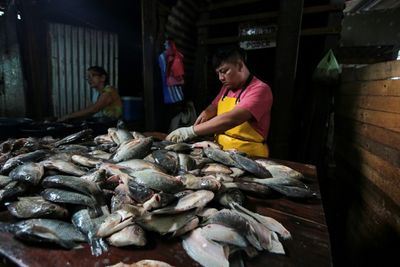 Aquaculture Overtakes Wild Fisheries For First Time: UN Report