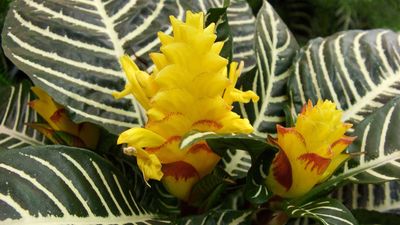 How to care for a zebra plant – expert tips to keep these fabulous houseplants healthy