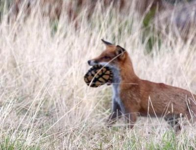 Hungry foxes are having a ‘catastrophic’ impact on Australia’s juvenile freshwater turtles. There’s a push to change that