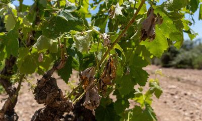 Weather tracker: Hail hits Catalonia’s vines and reaches pineapple size in Texas