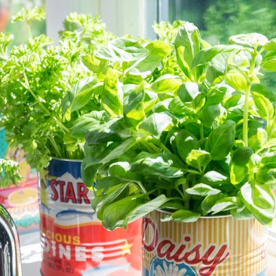 How to prune basil for the bushiest plant in your herb garden