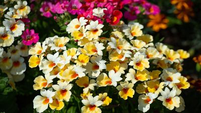 5 top bedding plants to fill your yard with color this June