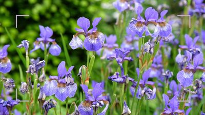 Should you deadhead irises after they finish flowering? Garden experts reveal all