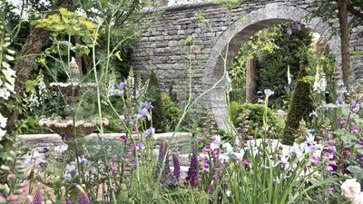 7 biennial flowers to plant in June – with seed sowing advice from a professional gardener