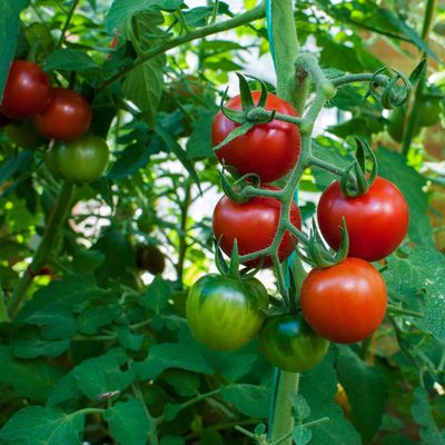 How to make your own tomato fertiliser for your tastiest crop yet