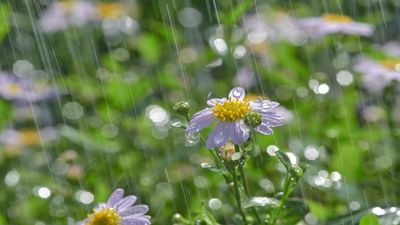How to protect plants from heavy rain – 5 pro tips, plus expert advice on what to do after a downpour