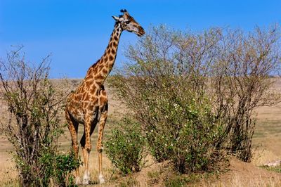 Biologists Still Haven’t Settled A 150-Year-Old Debate About Giraffe’s Necks