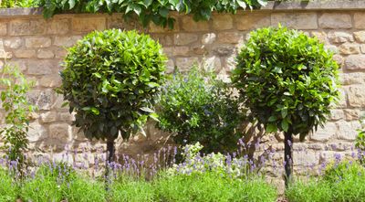 5 Best Trees for a Wind Break — Protect Your Backyard With These Natural Defences