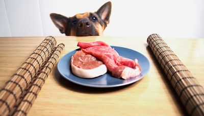 Should You Feed Your Dog A Raw Meat Diet? Veterinarians Explain the Forgotten Risks